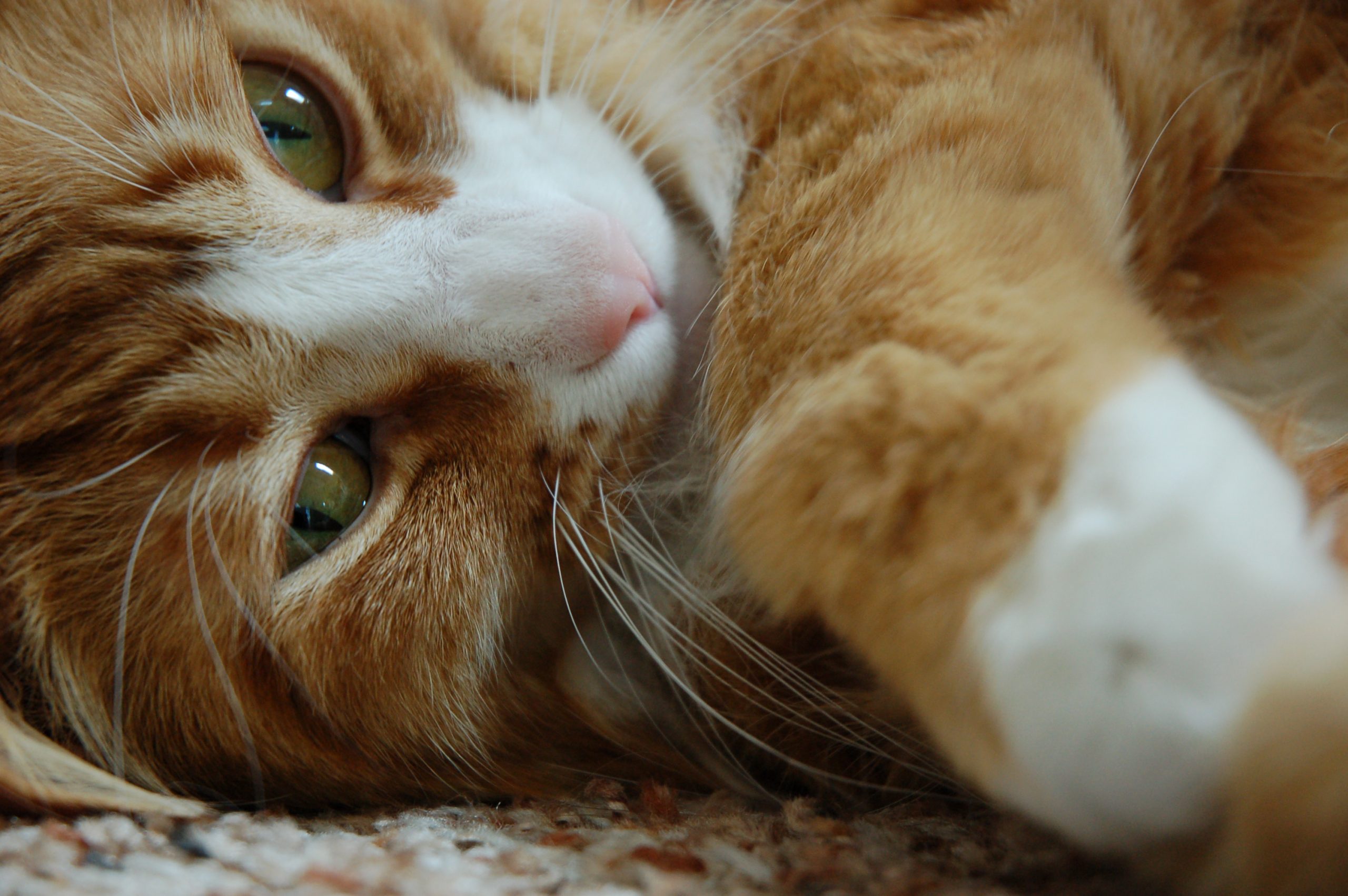 We’re just getting our catnip farm up and running